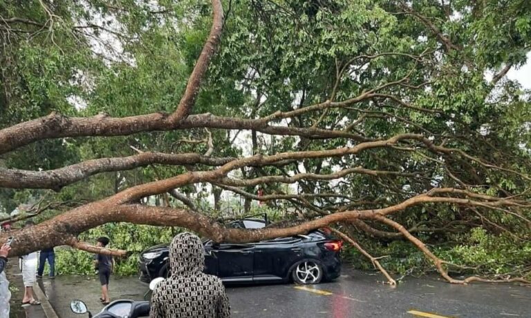 【ハノイ、ラオカイ】暴風雨で倒木、負傷者