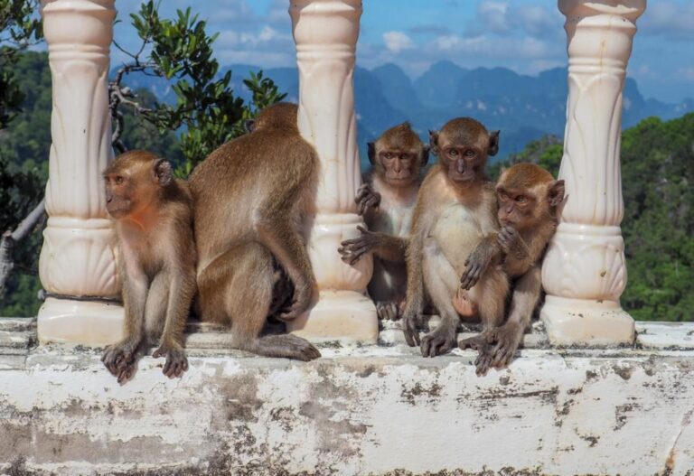 【クラビ】タイガーケーブ寺院でカナダ人観光客が死亡、3日間で2件目の事故