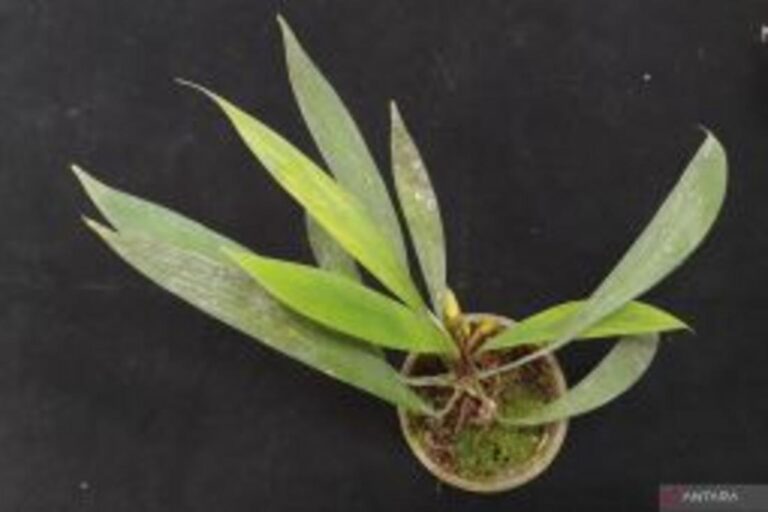 スマトラ島で希少植物の新種発見！インドネシアの豊かな生態系
