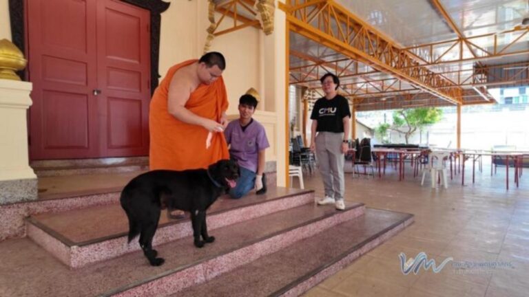 チェンマイ旧市街、犬管理の新モデル始動！