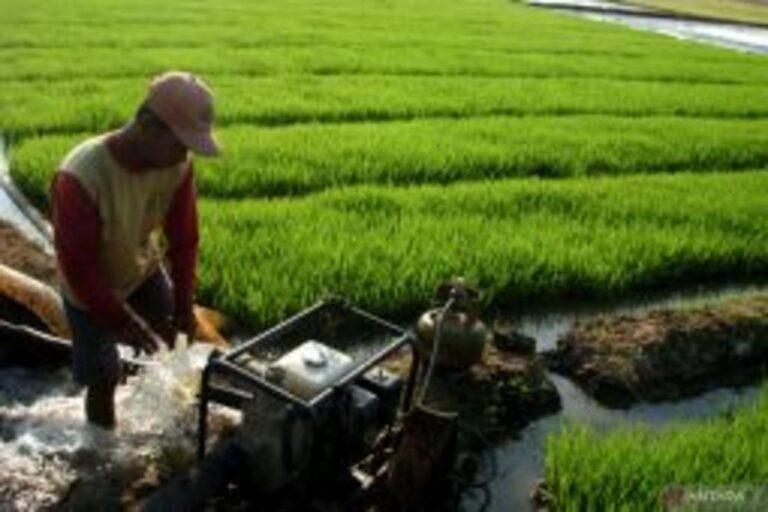 インドネシア、地方農業の生産性向上へ灌漑を拡大