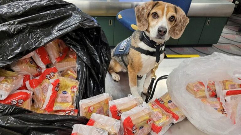 【米国・タイ】米税関K9犬、タイからの豚肉サンドイッチ100個を押収