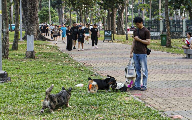 ホーチミン・ザーディン公園、犬の放し飼い問題が浮上