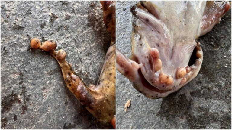 チェンカーン：メコン川で奇形魚、毒物汚染か
