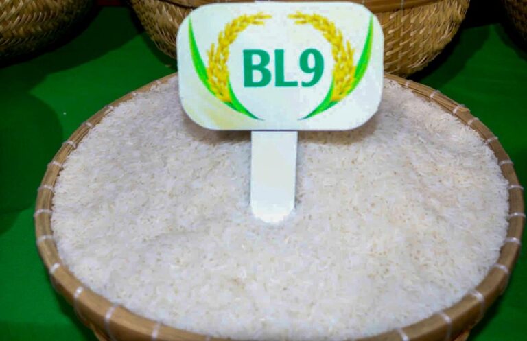カマウのエビ米「BL9」がメコンデルタ最高峰に！