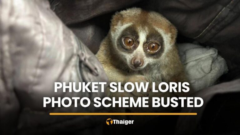 プーケットで保護動物「スローロリス」観光写真利用で男を逮捕