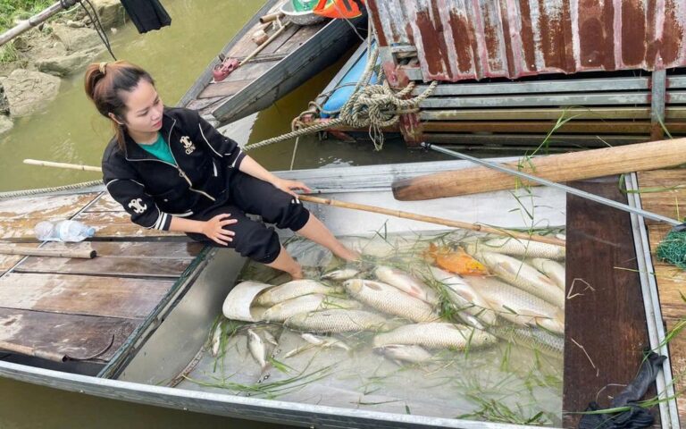 【ベトナム・ゲアン省】ラン川で養殖魚が大量死、数トン規模の被害
