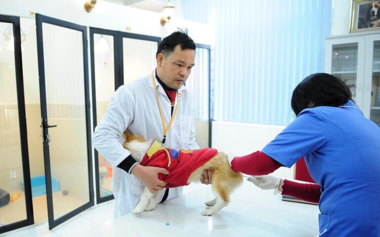ホーチミン、動物医療サービス規制維持へ