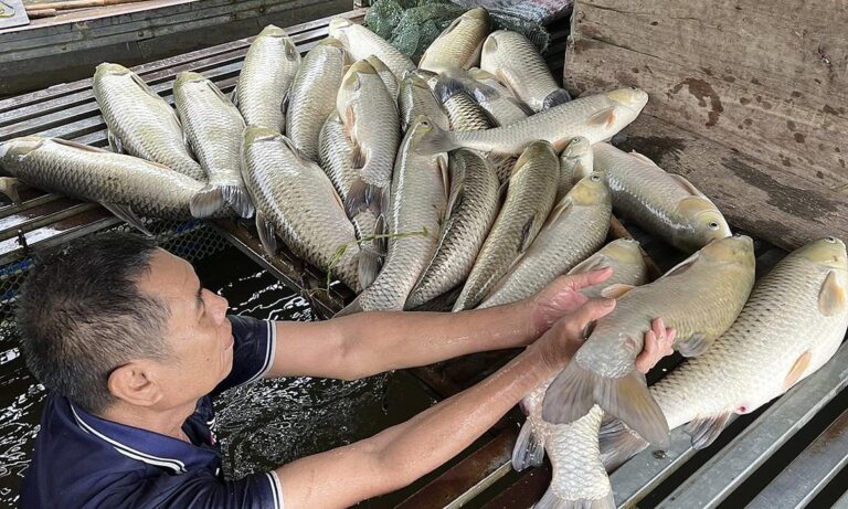 【ベトナム・ゲアン省】ラム川で魚8.6トン大量死、異常気象が原因か