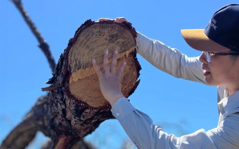 【ダラット】松林の不法伐採が発覚、農地転用か