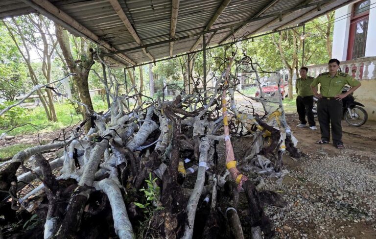 【タインホア省】違法採取の「茶室の女王」が大量枯死