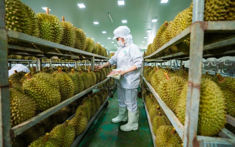 メコンデルタ産ドリアン、中国輸出拡大へ
