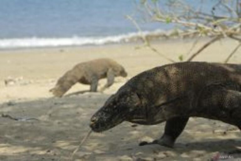 インドネシア・コモド諸島、絶滅危惧コモドドラゴン保護へ新戦略