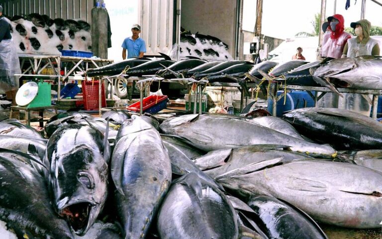 フーイエン省に東南アジア初マグロ競売センター開設
