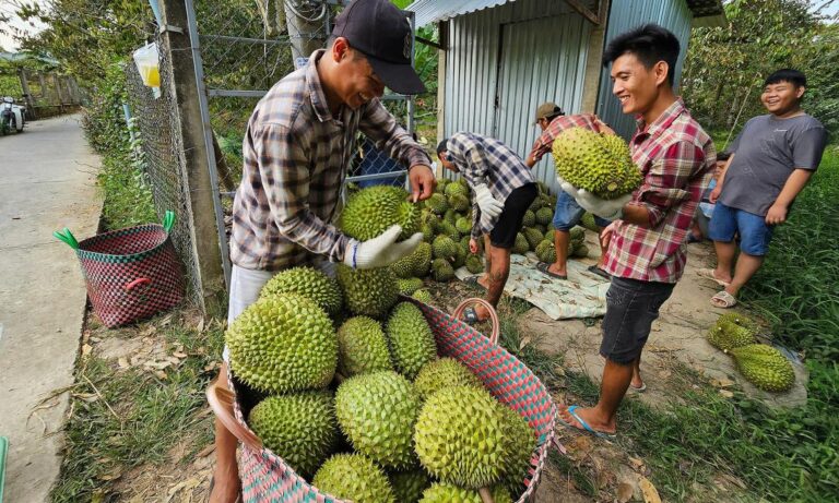 メコンデルタのドリアン、カドミウム汚染で中国輸出に試練【ベトナム】