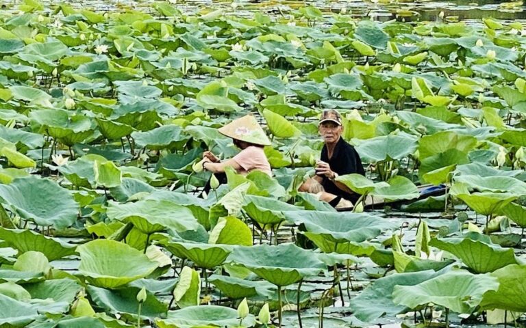 フエ市、蓮栽培のための水質改善に着手