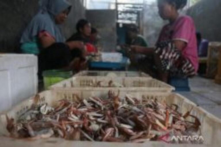 インドネシア産ワタリガニ、米国輸出基準を2029年までクリア