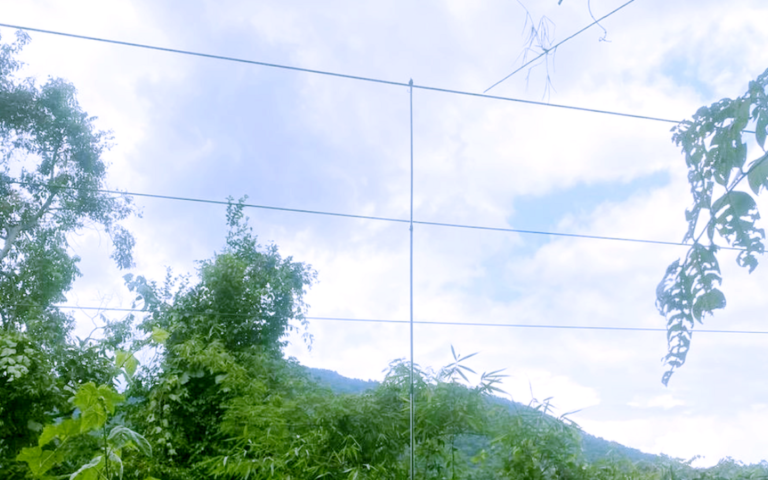 【ラムドン省】バオロック峠で鳥の罠で感電死