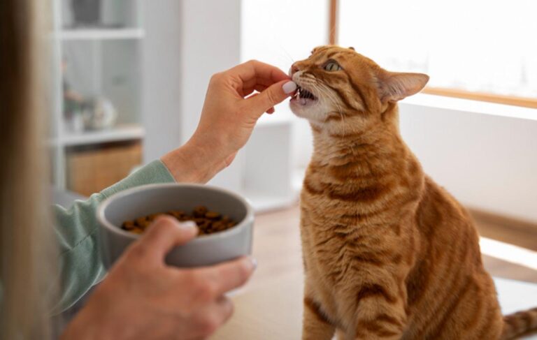 バンコクで新職業「キャットシスター」が人気、都市化が生むペットケア需要