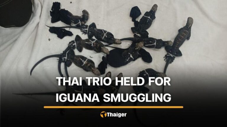 【エクアドル・グアヤキル】タイ人3名、希少イグアナ密輸で逮捕