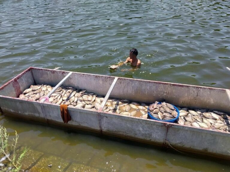 【ベトナム・タインホア省】養魚池で魚大量死