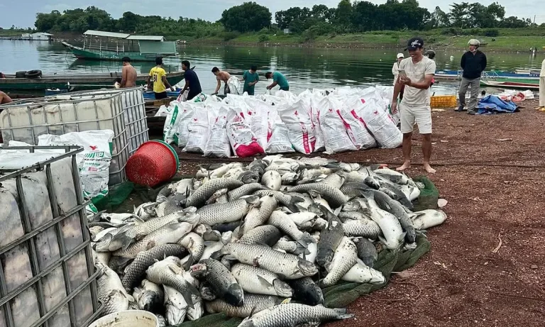 【ドンナイ省】トリアン湖で約100トンもの魚が大量死、大雨が原因か