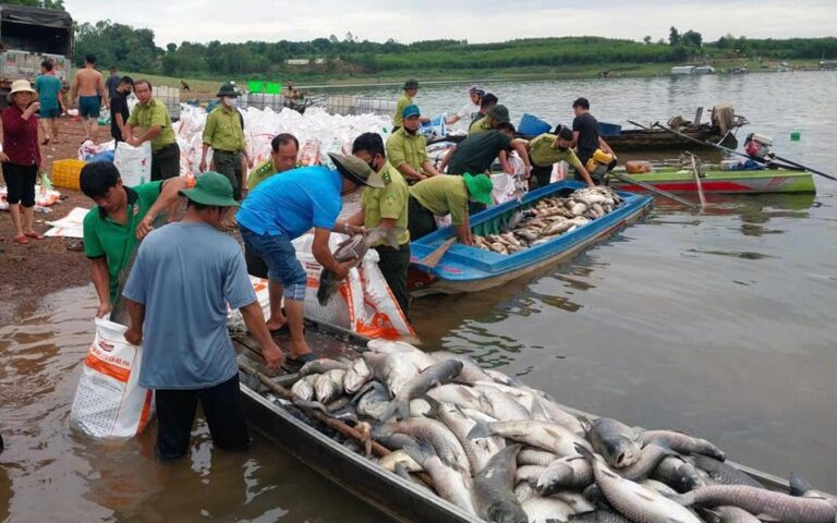 【ベトナム・ドンナイ省】トリ・アン湖で養殖魚150トン超が大量死