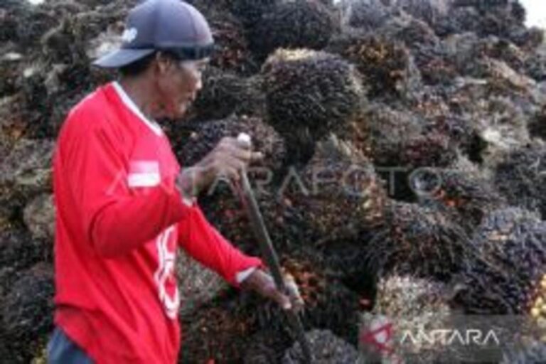 インドネシア、パーム油価格回復へ ジャカルタ経済に好影響か