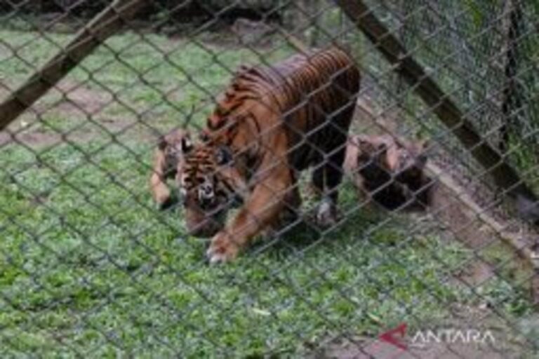 西ジャワ・ボゴール、絶滅危惧種スマトラトラの赤ちゃん4頭誕生