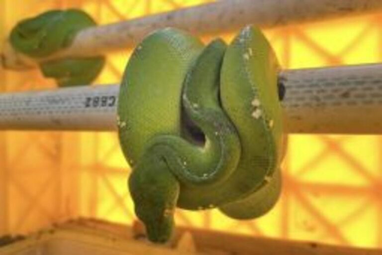 【インドネシア】国際的な野生生物密輸、捜査を拡大